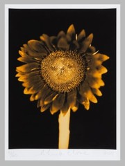 CHUCK CLOSE ‘Sunflower’, 2006/2011 SIGNED Photograph 24 x 18 in. #32/60 **NEW**