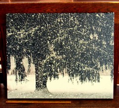 winter tree canvas print of original photo 20 x 16 x 3/4″
