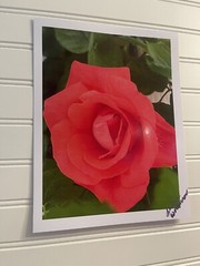Garden Rose #5- landscape photograph 8.5×11