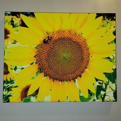 Canvas Photo My Bee-Loved Sunflower, 16×20 Ltd Ed. Signed Dix Park, Raleigh NC