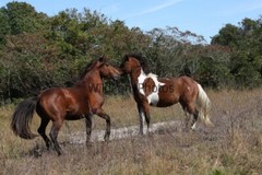 Chincoteague Pony Photo -Stallion – Hoppy – Pick One Image -Various Sizes