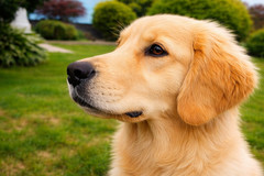 Golden Retriever Dog Wall Art Digital Image AI Photo Background Wallpaper