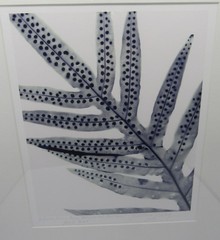 Signed Martha Madigan Lihue Fern photograph botanical photogram 16×19” framed