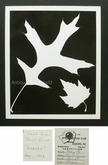 Leaves abstract vintage photogram photo