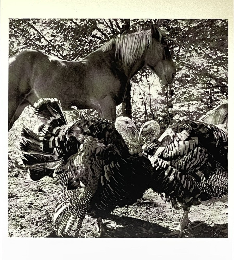 Alen MacWeeney (b. 1939) Art Photo Print Card 1985 Farm Scene Turkeys Horse