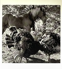 Alen MacWeeney (b. 1939) Art Photo Print Card 1985 Farm Scene Turkeys Horse