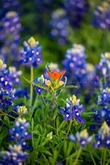 Flower Photography Print – Picture of Indian Paintbrush and Texas Bluebonnets