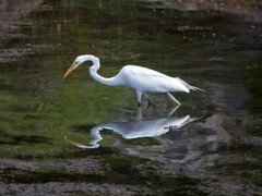 Great Egret «Fish Stalker» Color Photo 5×7 8×10