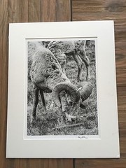 BRUCE BLUM SIGNED B&W Photo Print (10 1/2″X 14″) «Big Horn Sheep «