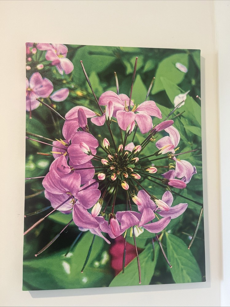 Exclusive Flower Picture By Jasmine Rhodes