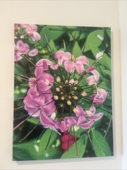 Exclusive Flower Picture By Jasmine Rhodes