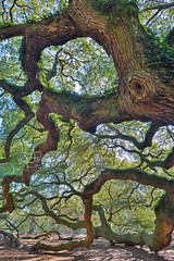 Angel Oak Tree, Abstract Nature Tree Art, Fine Art Photo on Metal, Canvas, Paper