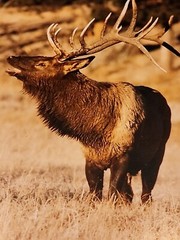 Tom Browning Signed Wildlife Photos Set Of 3 Matted No Frames