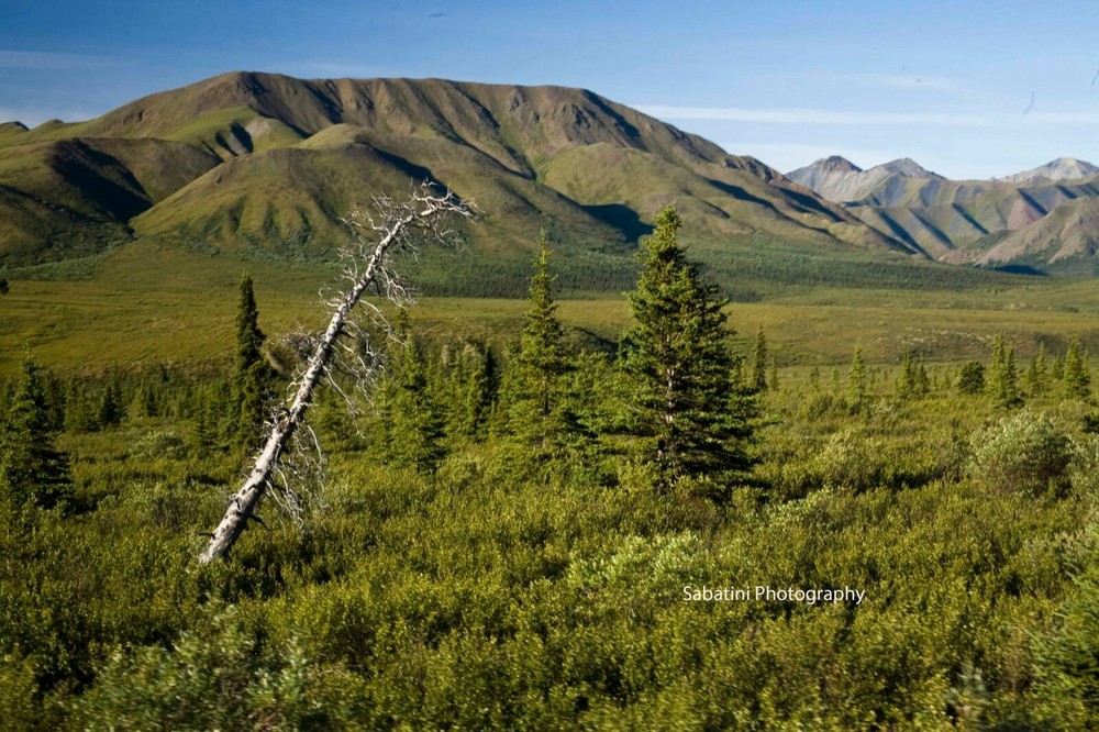 Denali National Park Landscape 11 x 14 Print on Metallic Paper