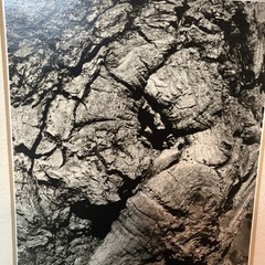 VTG Original Artwork Photography Modernist Black White Tree Bark Signed Soprano
