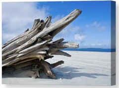 Driftwood,Tybee Island,Abstract Nature Fine Art Photo on Canvas 24″x36″ Wall Art
