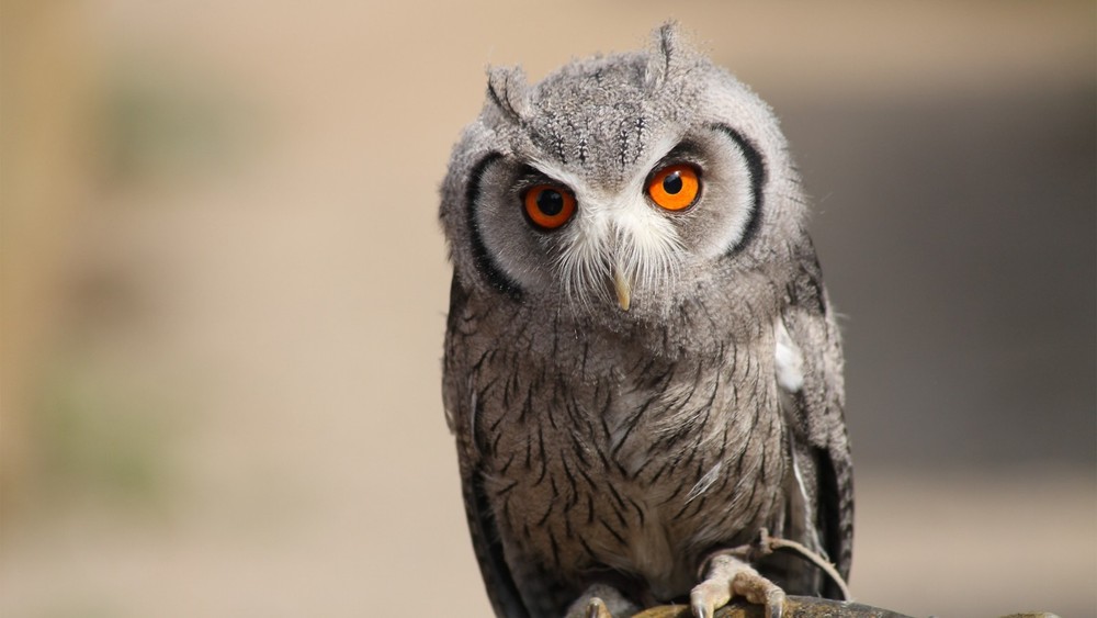 Digital Image Picture Photo Wallpaper Background owl bokeh Desktop AI Art