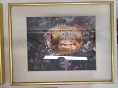 Underwater Photography Framed Prints by Vince Matulewich, set of 3
