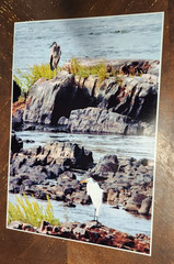 Photography wall art, Cranes on the rocks by Life Lens