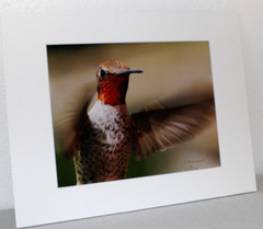 Hummingbird Wildlife Photo 8″ x 10″ in 11″ x 14″ Matte Signed by Kim Barry