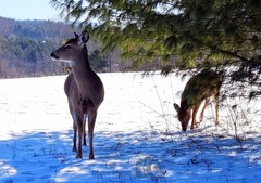 Digital Image Picture Photo Wallpaper Background Desktop Art Deer Catskills NY
