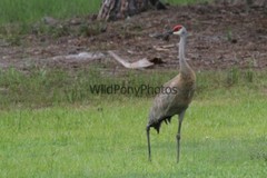 Sandhill Crane Photo, Pick One Image – Various Sizes