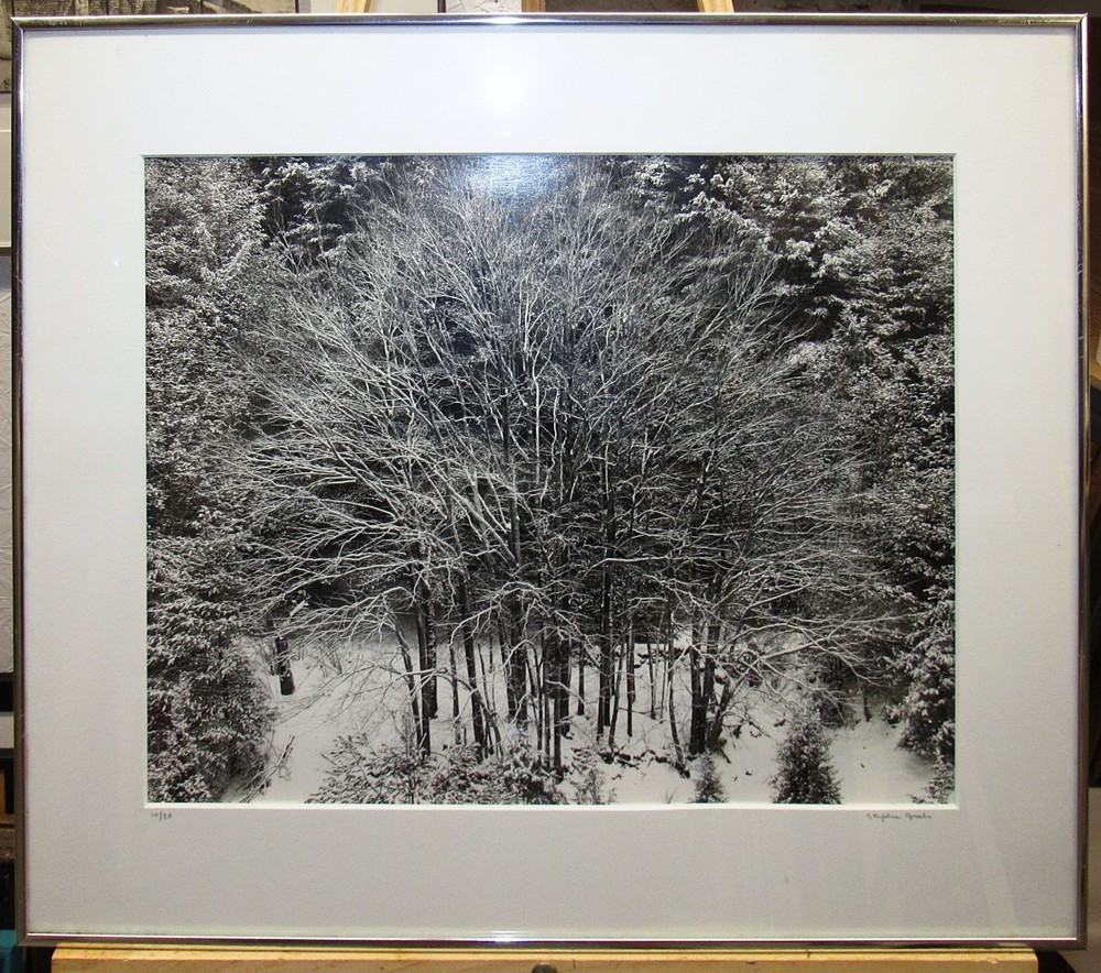 Stephen Gersh Gelatin Silver Print Photograph Trees in Snow Listed Photographer