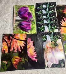 105 Nature Art Photographs 6×4” & 5.25 x4” Vibrant Colorful & 4 Post Cards