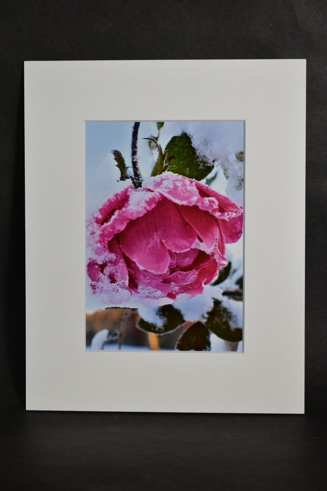 Photograph of Snow Covered Pink Rose. 4×6 Glossy Photo in 8×10 Matte