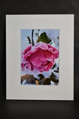 Photograph of Snow Covered Pink Rose. 4×6 Glossy Photo in 8×10 Matte
