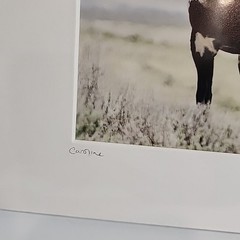 Horse Photograph Lot of 3 Equestrian Caroline Christie Signed Matted