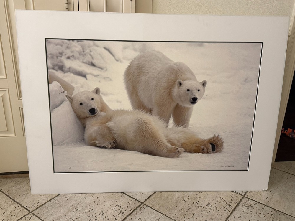 Thomas Mangelsen «Bad Boys of the Arctic» Polar Bears 714/3500 30″x45″ Signed