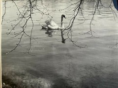 21x17cm beautiful photo around 1930 «Swan» from photographers estate photo