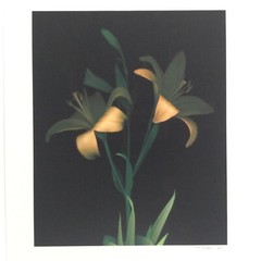 Original Photogravure By Sandi Daniel ( Tiger Lily) Limited Ed. 2002 19” X 13”