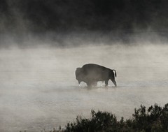 Bull Bison Buffalo Crossing Yellowstone River Photograph 11×14 Print 11″x14″