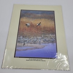 PHOTOGRAPHY Art Prints Lot 4 Vintage BIrds Birding Nature Photos – HW028