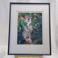 Framed Great Horned Owl Photograph By Anthony Hathaway Print #11-3 14×11