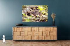 Bobcat Photography Prints, Wildlife Art, Nature Décor, Animal Lover Gifts