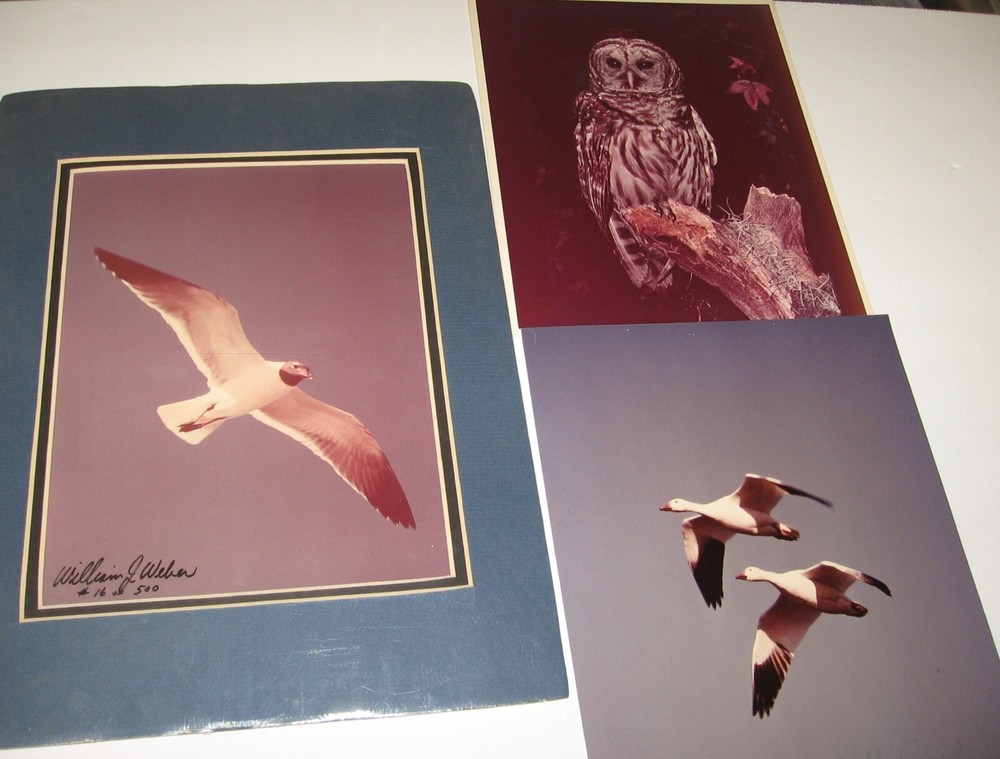 Wildlife Photographer William Weber Matted Seagull Signed-New, Geese, Marred Owl