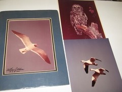 Wildlife Photographer William Weber Matted Seagull Signed-New, Geese, Marred Owl