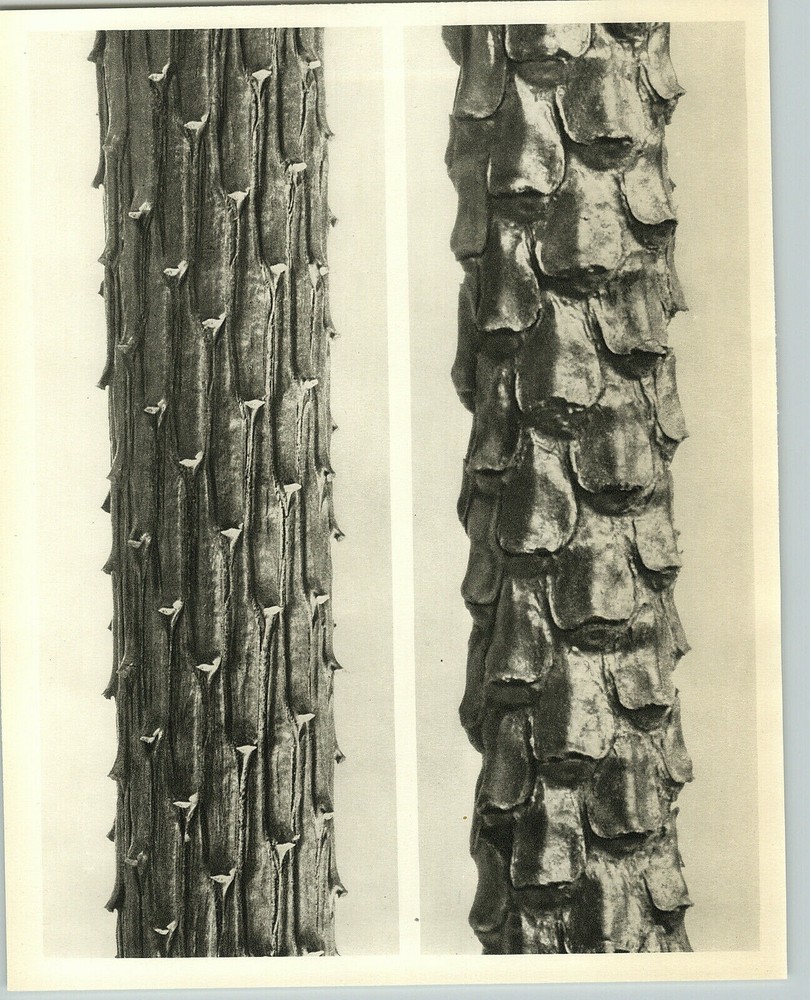 1942 Original BOTANICAL PLANT Scots Pine Tree Flower Photo Art KARL BLOSSFELDT