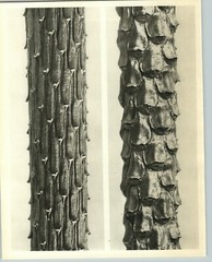 1942 Original BOTANICAL PLANT Scots Pine Tree Flower Photo Art KARL BLOSSFELDT