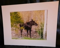 Matted Photograph: Mindful Moose