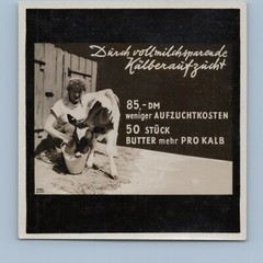 Cow Milk Calves Rearing Cost GDR Advertising Advertising – Old Photo 1950s 1960s