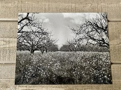 Fine Art Photography Black & White Print Orchard
