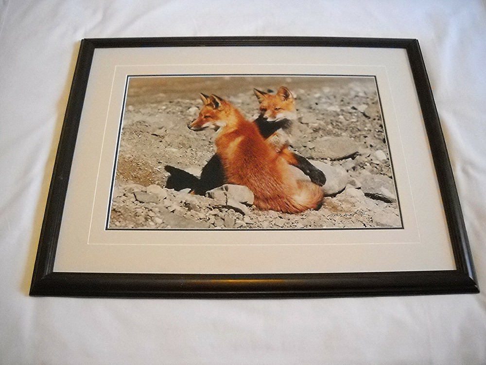 THOMAS MANGELSEN PHOTO «TWO FOXES»-1985-LTD. EDITION 51/950-FRAMED/PAPERWORK-VG