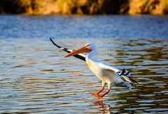 American pelican  by Martin Briones Wildlife Photography 13×19
