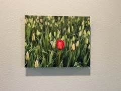 art flowers tulips tulip festival Washington fields nature landscape