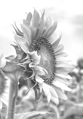 FREE SHIPPING Giclee16X24″ Black & White Sunflower Print, Office, Home, Business