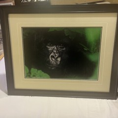 Thomas Mangelsen «Gentle Giant The Silverback» Gorilla Photograph 20″x30″ /2500